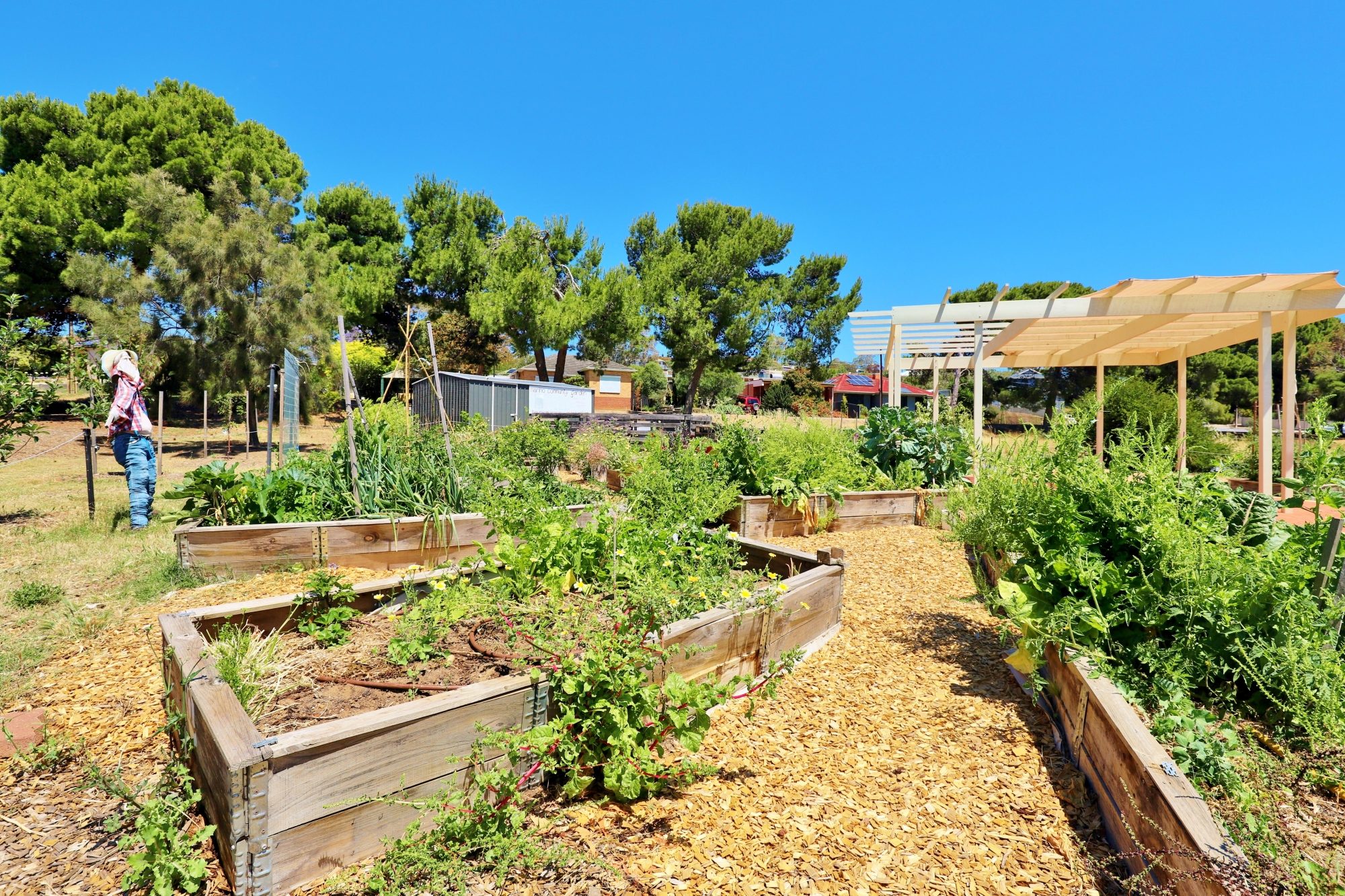 Newland Avenue Reserve Marino Community Garden 2