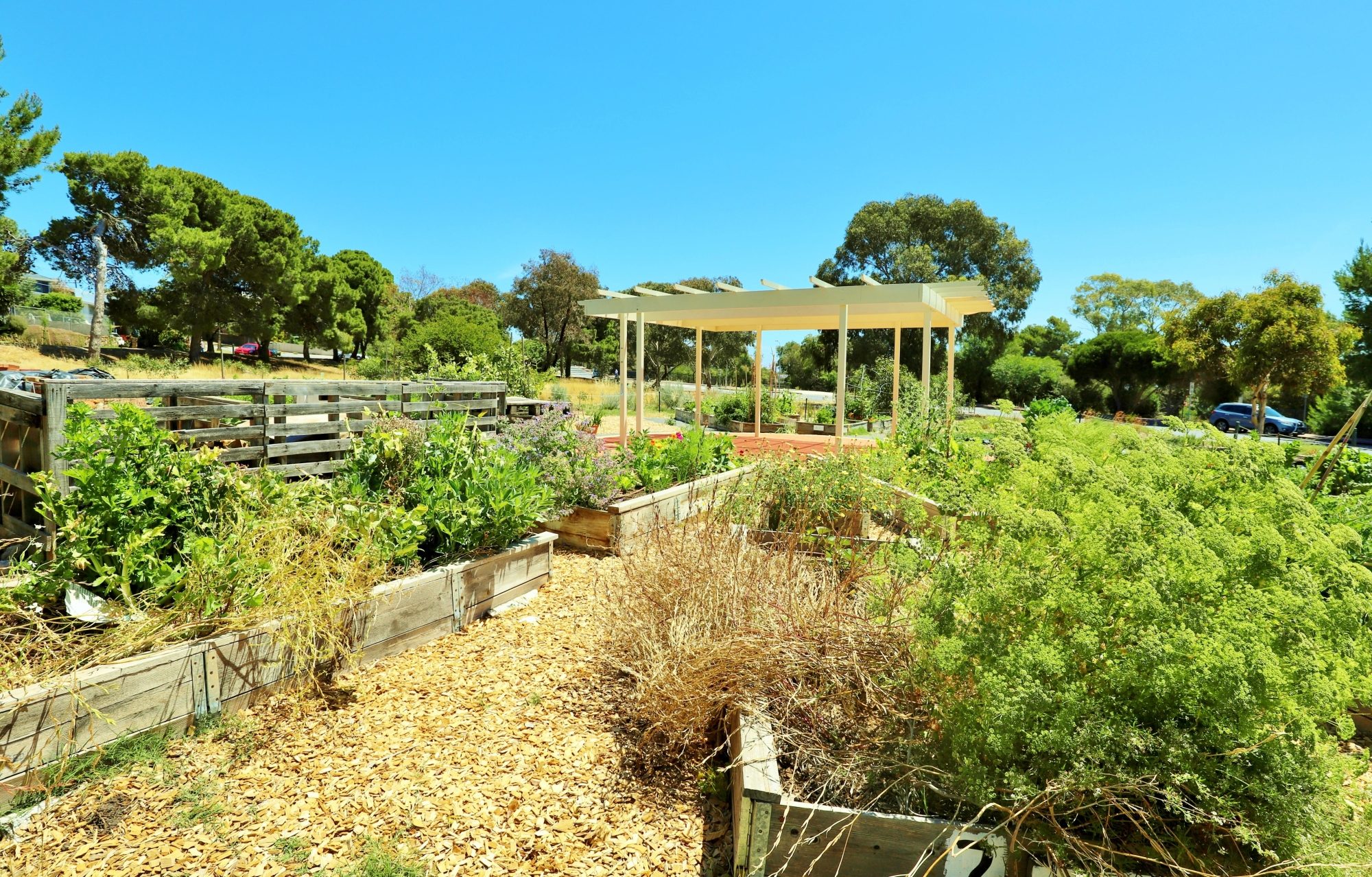 Newland Avenue Reserve Marino Community Garden 3