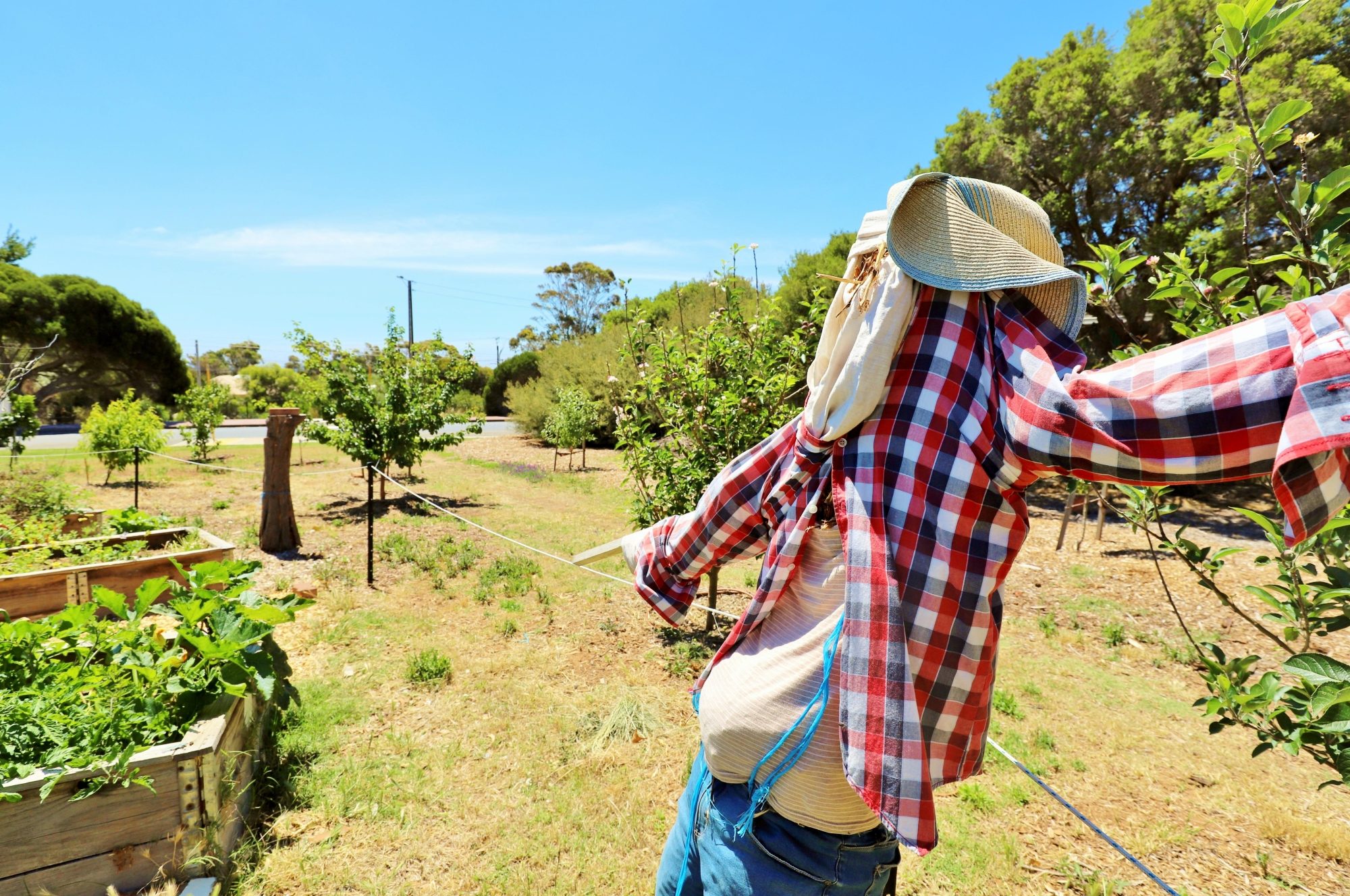 Newland Avenue Reserve Marino Community Garden Scarecrow 2