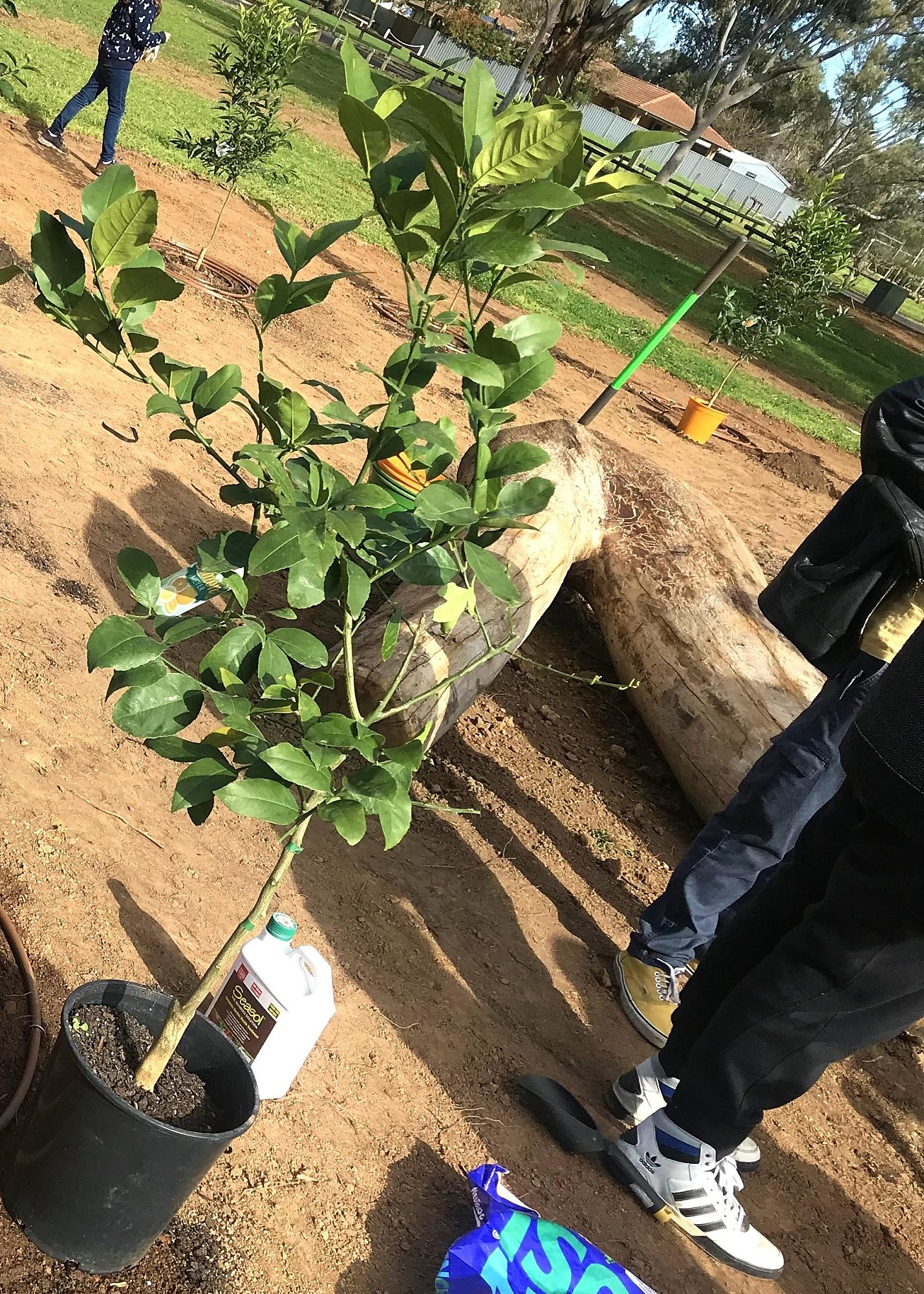 Parsons Grove Reserve Community Planting Day 5