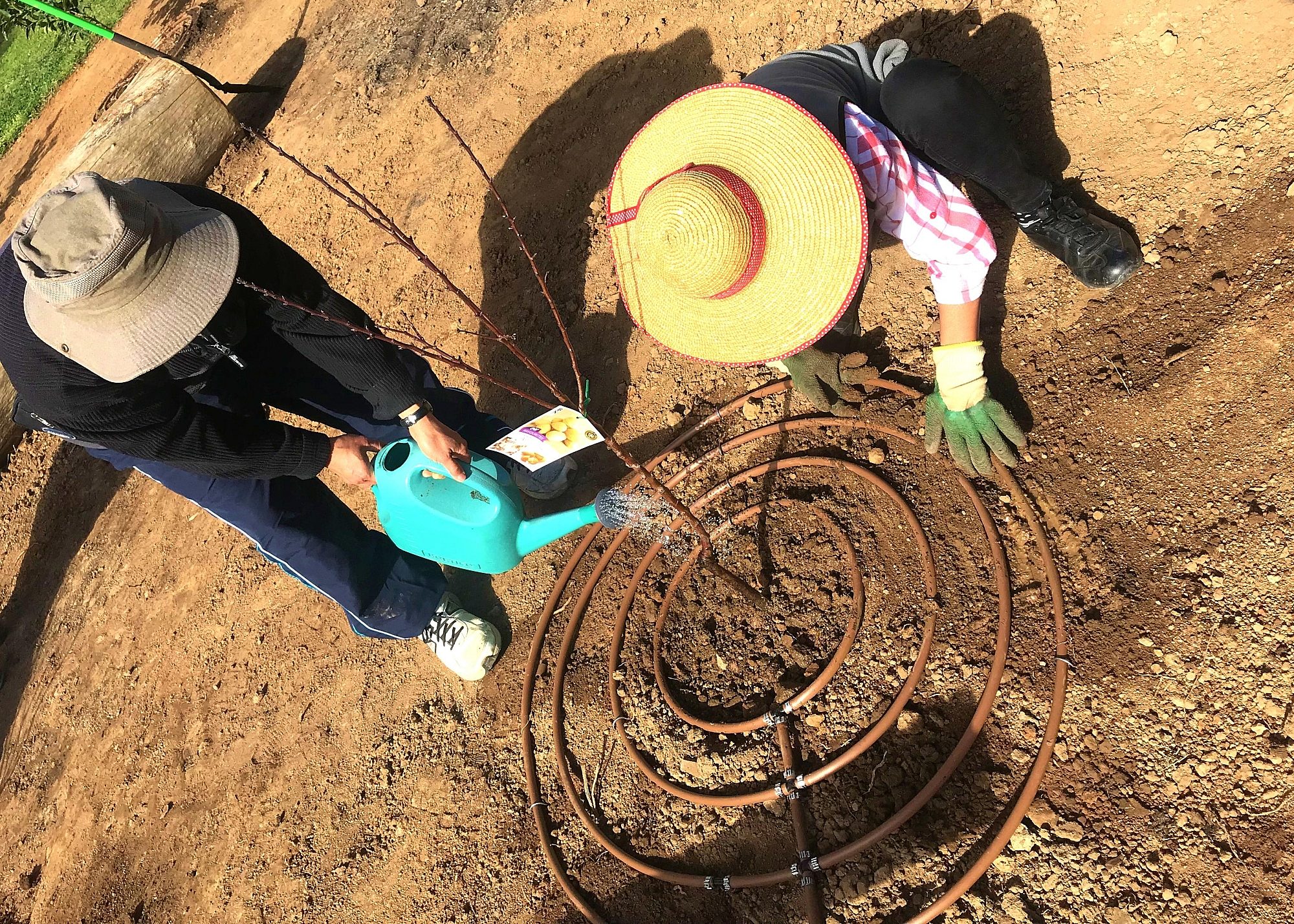 Parsons Grove Reserve Community Planting Day 6
