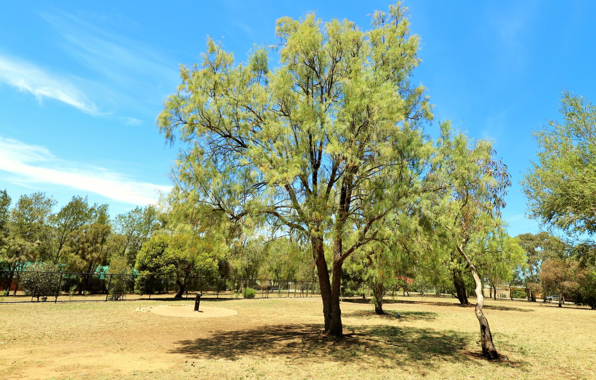 Reserve Street Reserve Dog Park 6