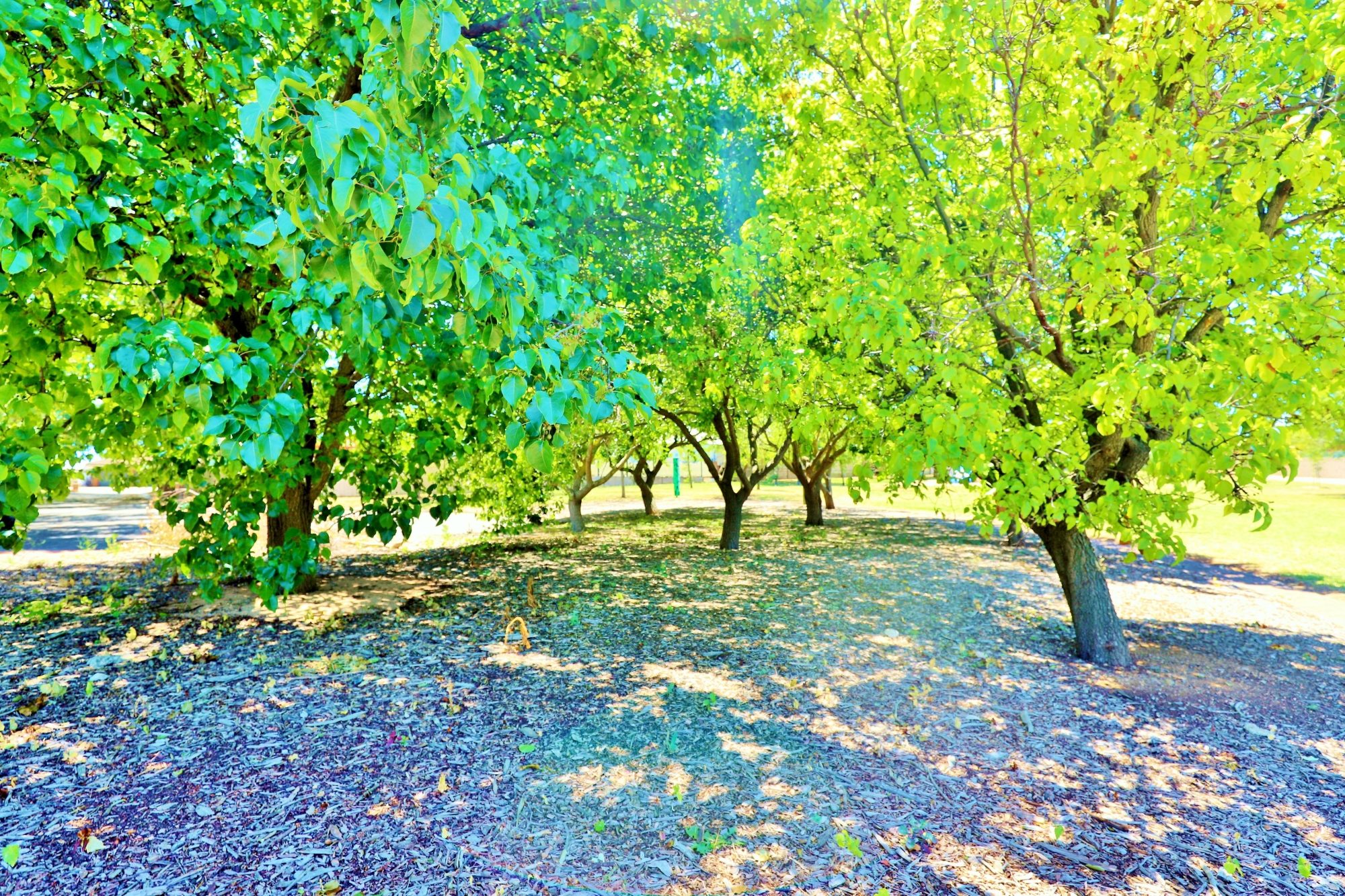 Sandy Glass Court Reserve Trees 2