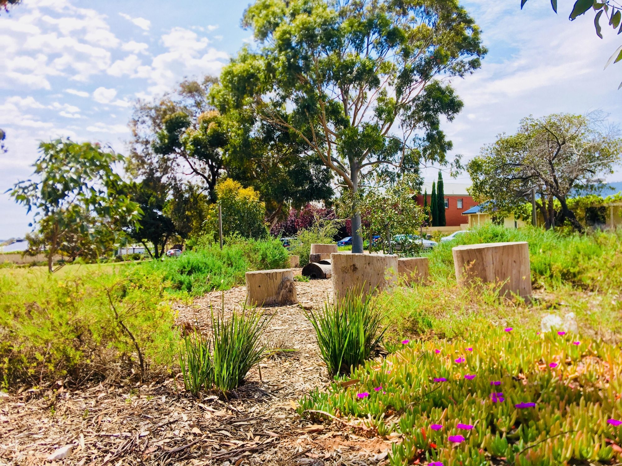 Waratah Square Reserve Native Planting 2