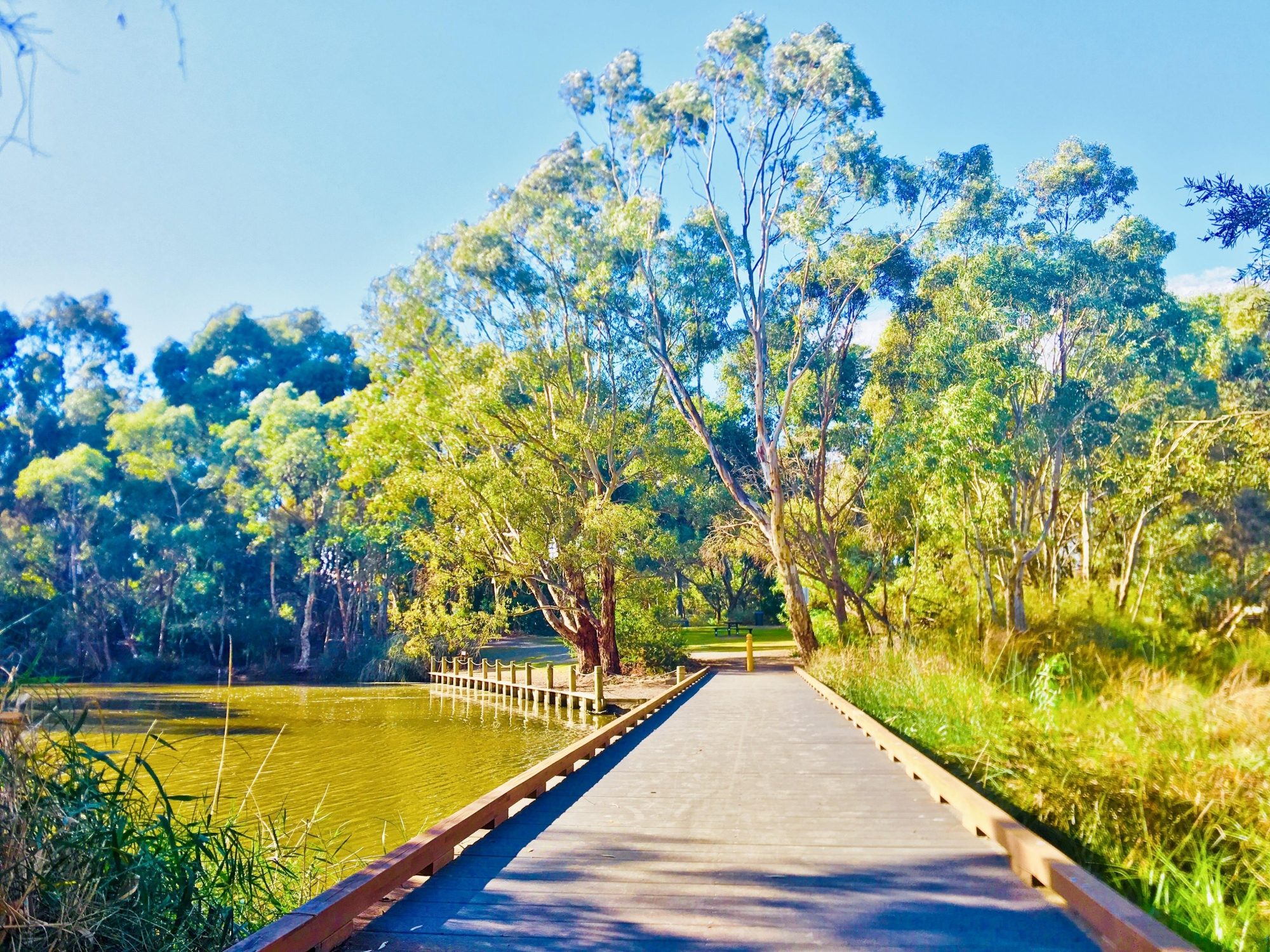 Warriparingga Wetlands Boardwalk 2