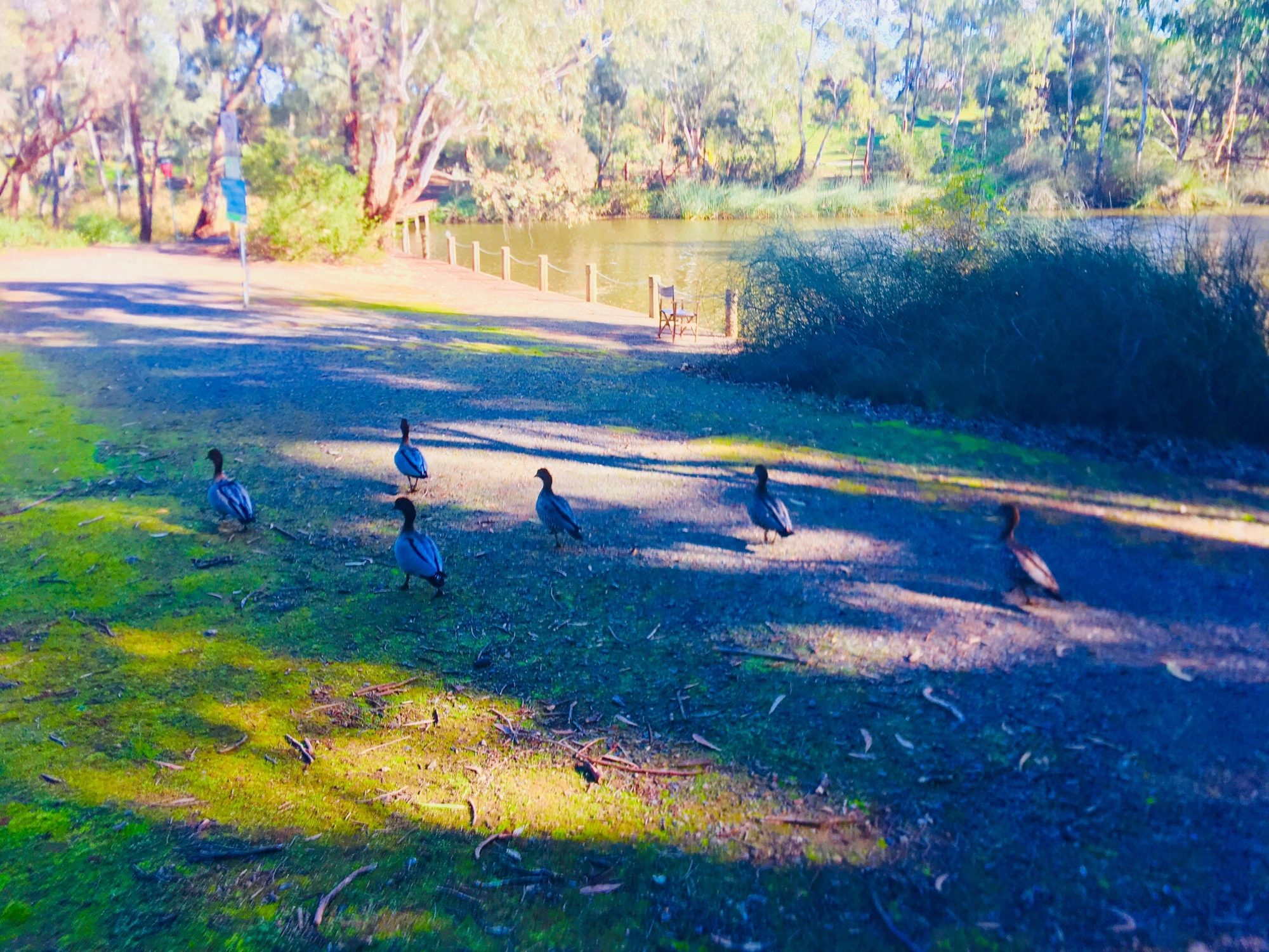 Warriparingga Wetlands Ducks