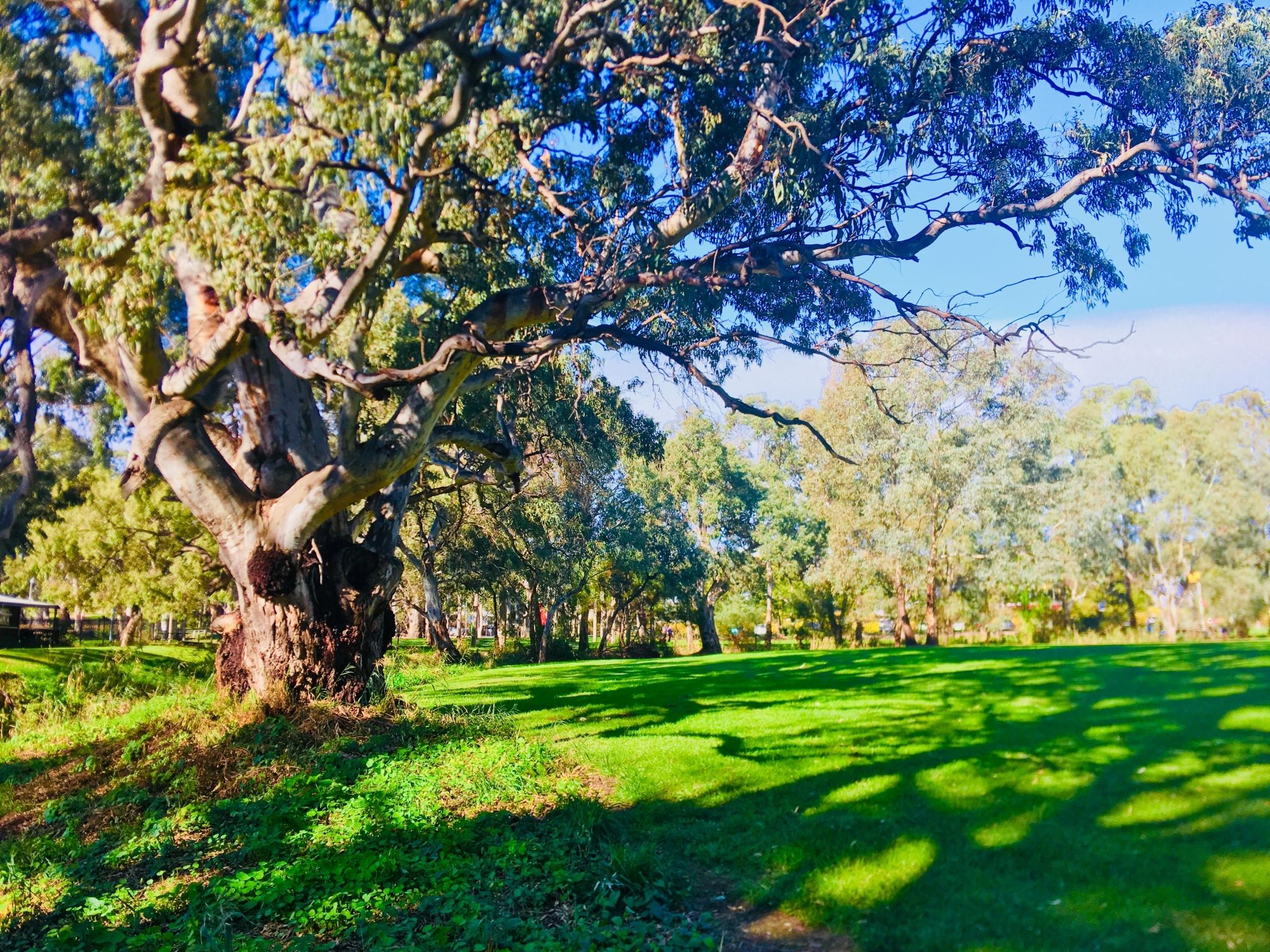 Warriparingga Wetlands Grass