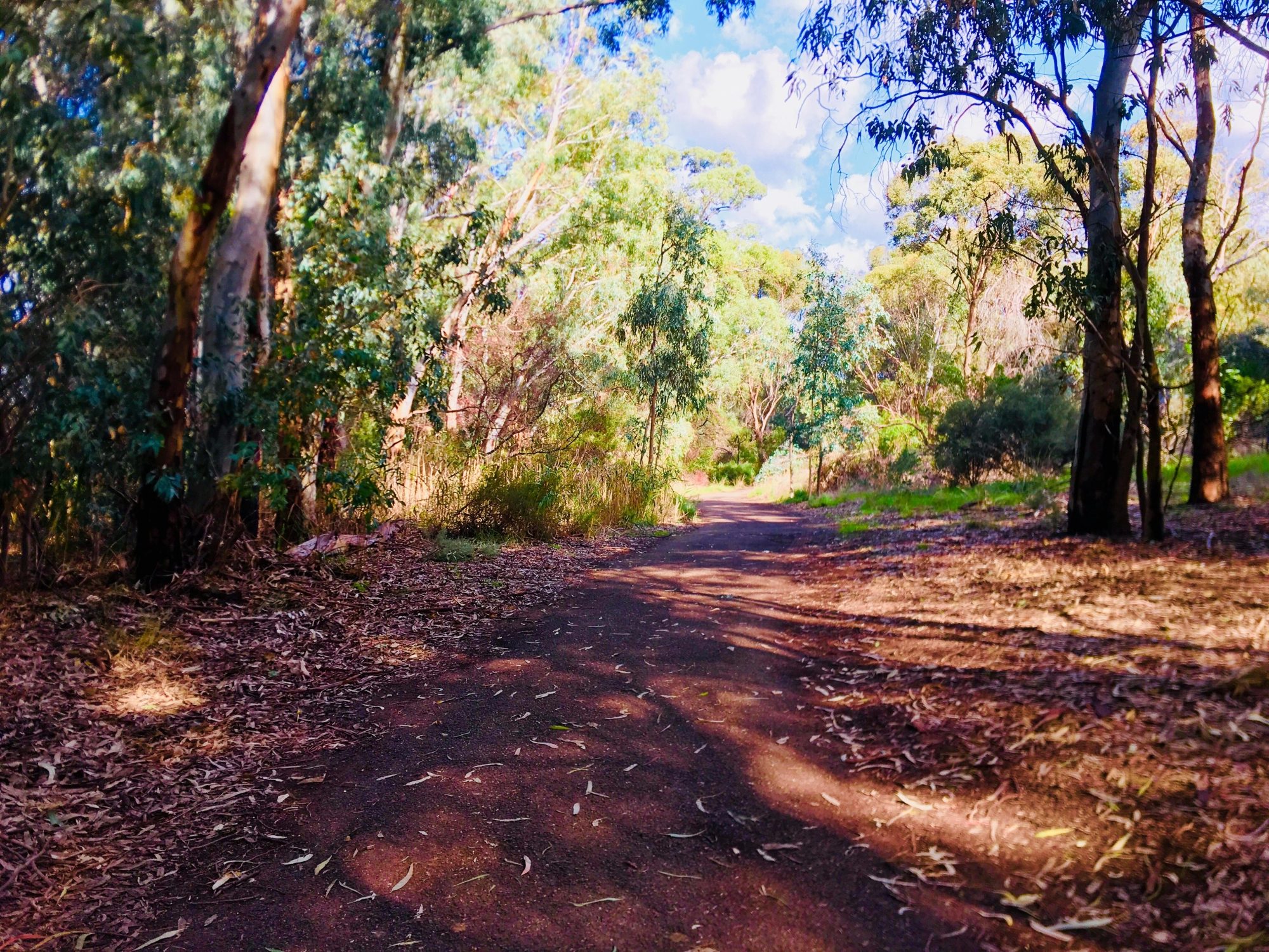 Warriparingga Wetlands Path 2