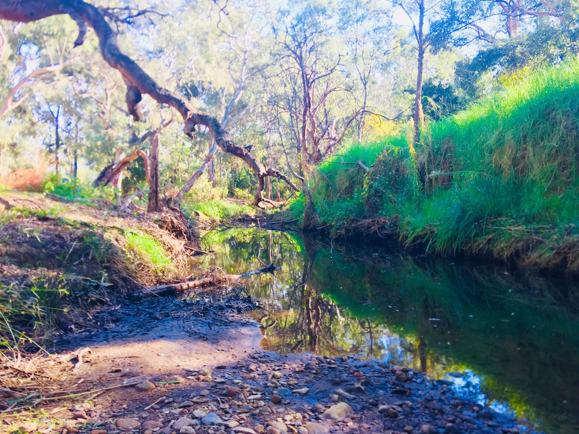 Warriparingga Wetlands River 3