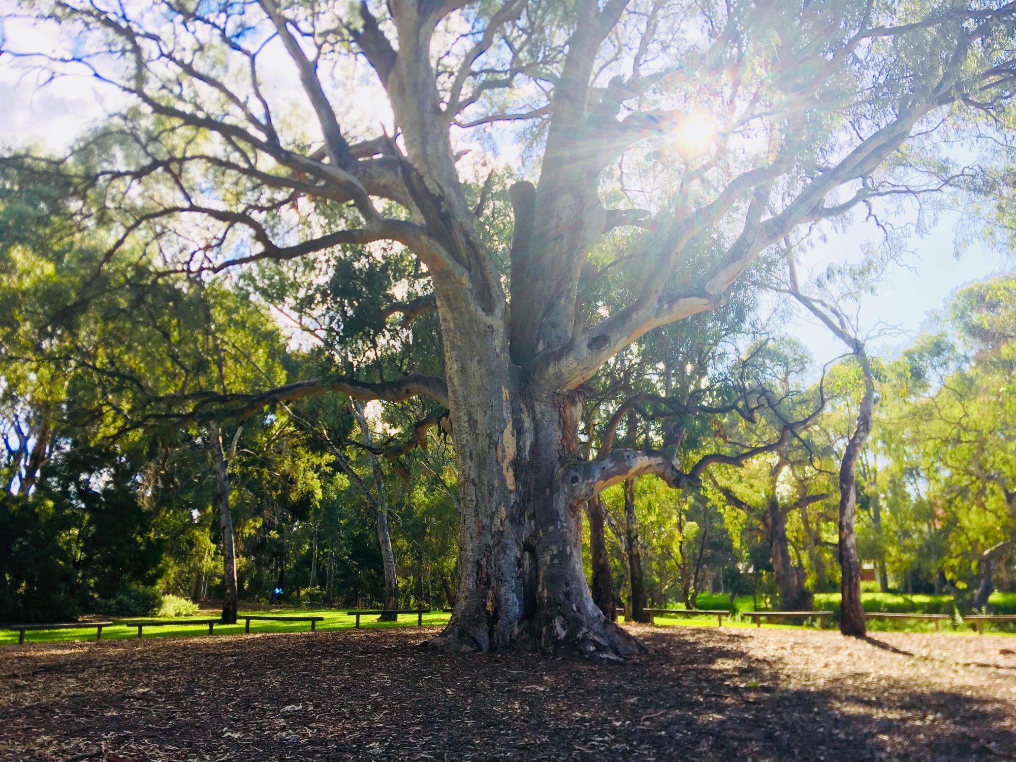 Warriparingga Wetlands Scar Tree 2