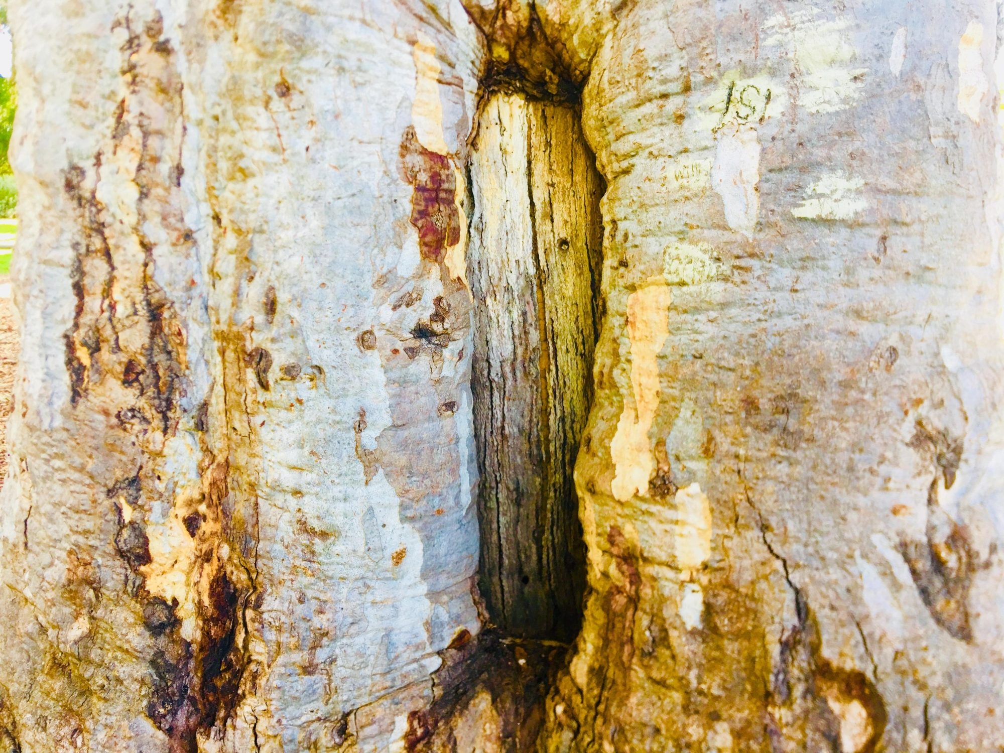 Warriparingga Wetlands Scar Tree 3