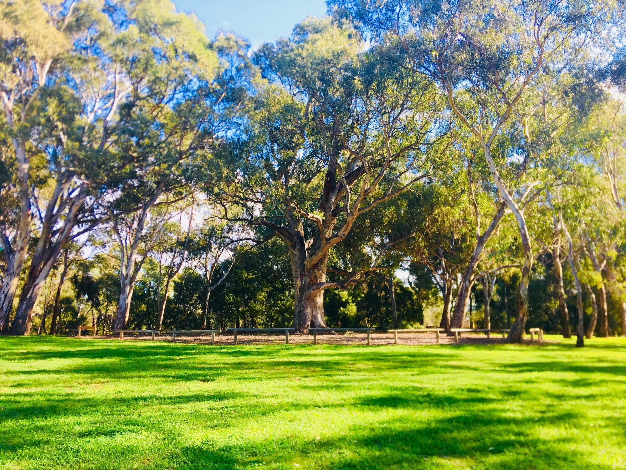 Warriparingga Wetlands Scar Tree