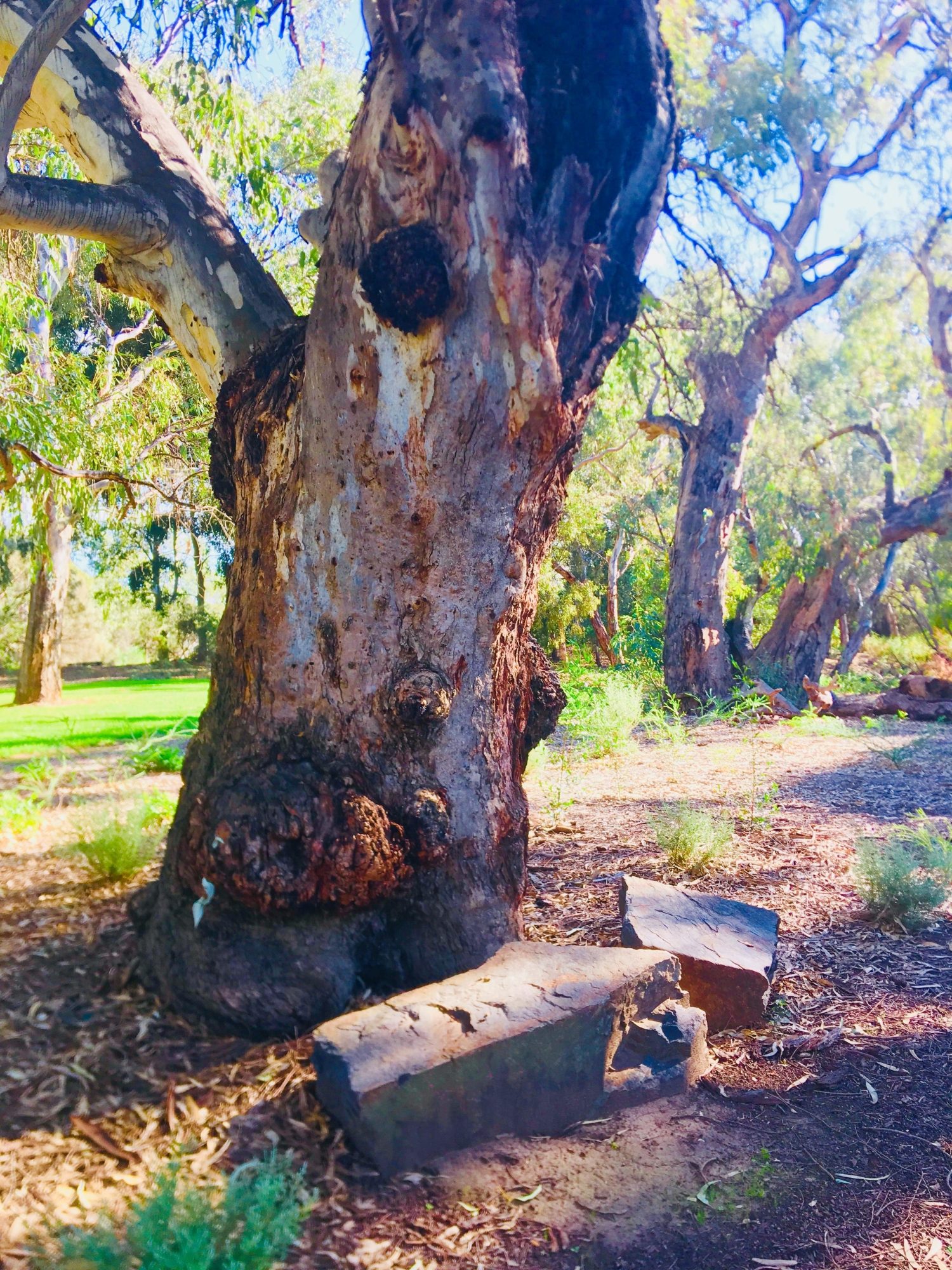 Warriparingga Wetlands Sitting Tree