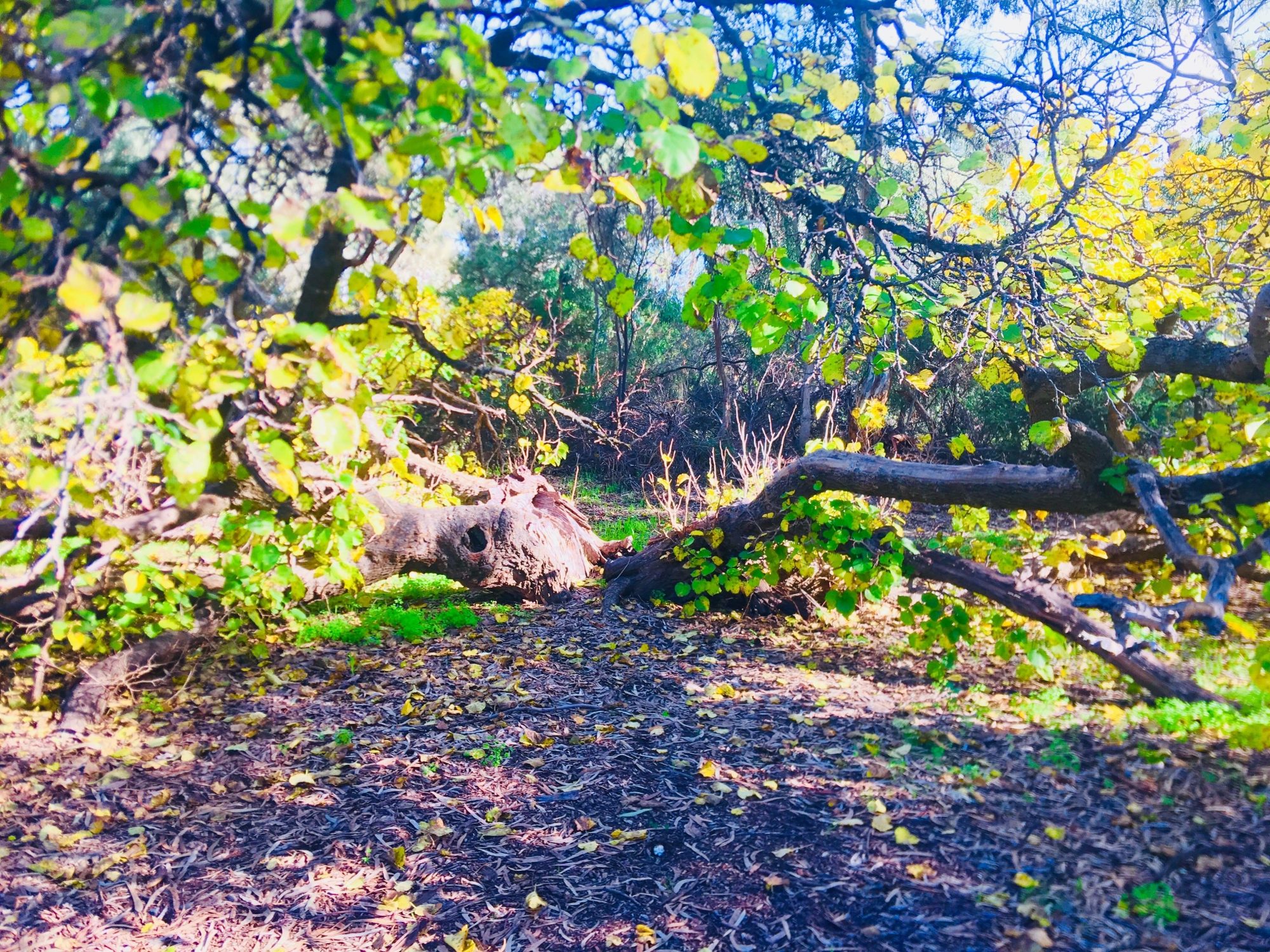Warriparingga Wetlands Split Tree