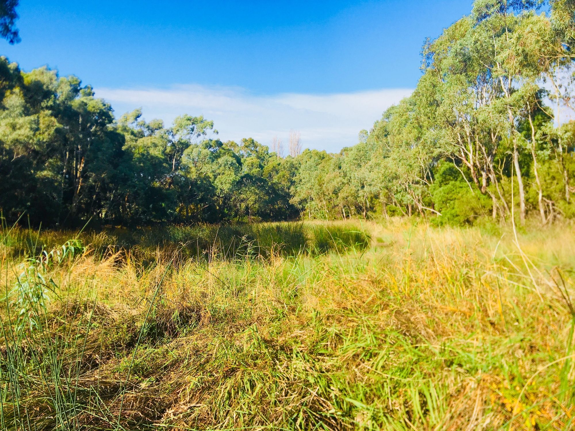 Warriparingga Wetlands Wetlands 2