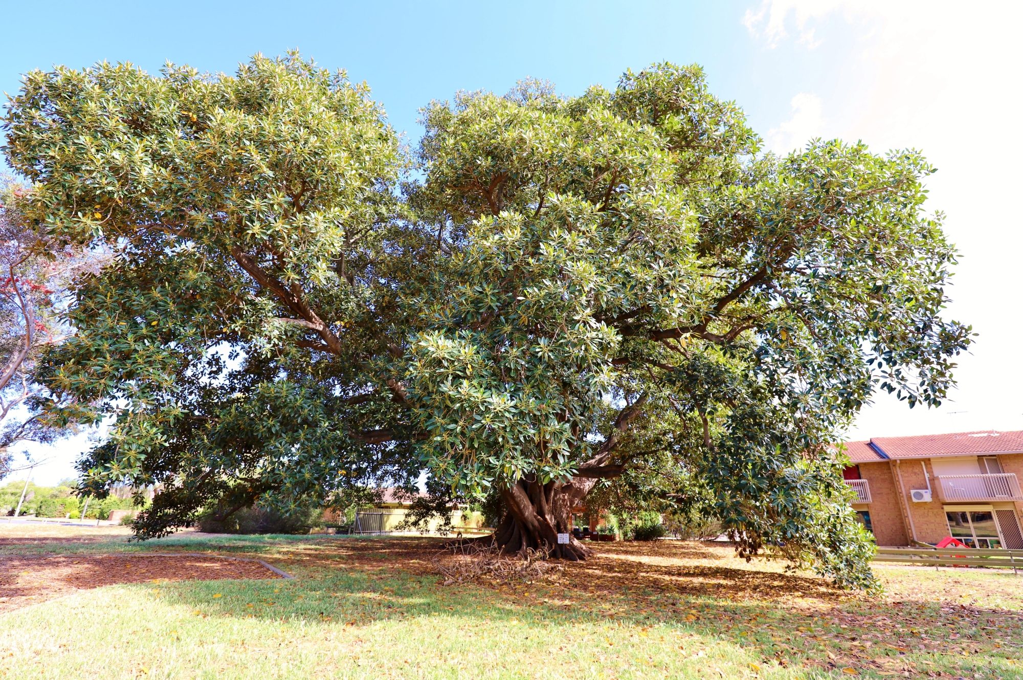 Willoughby Avenue Reserve Largest Tree 1 2