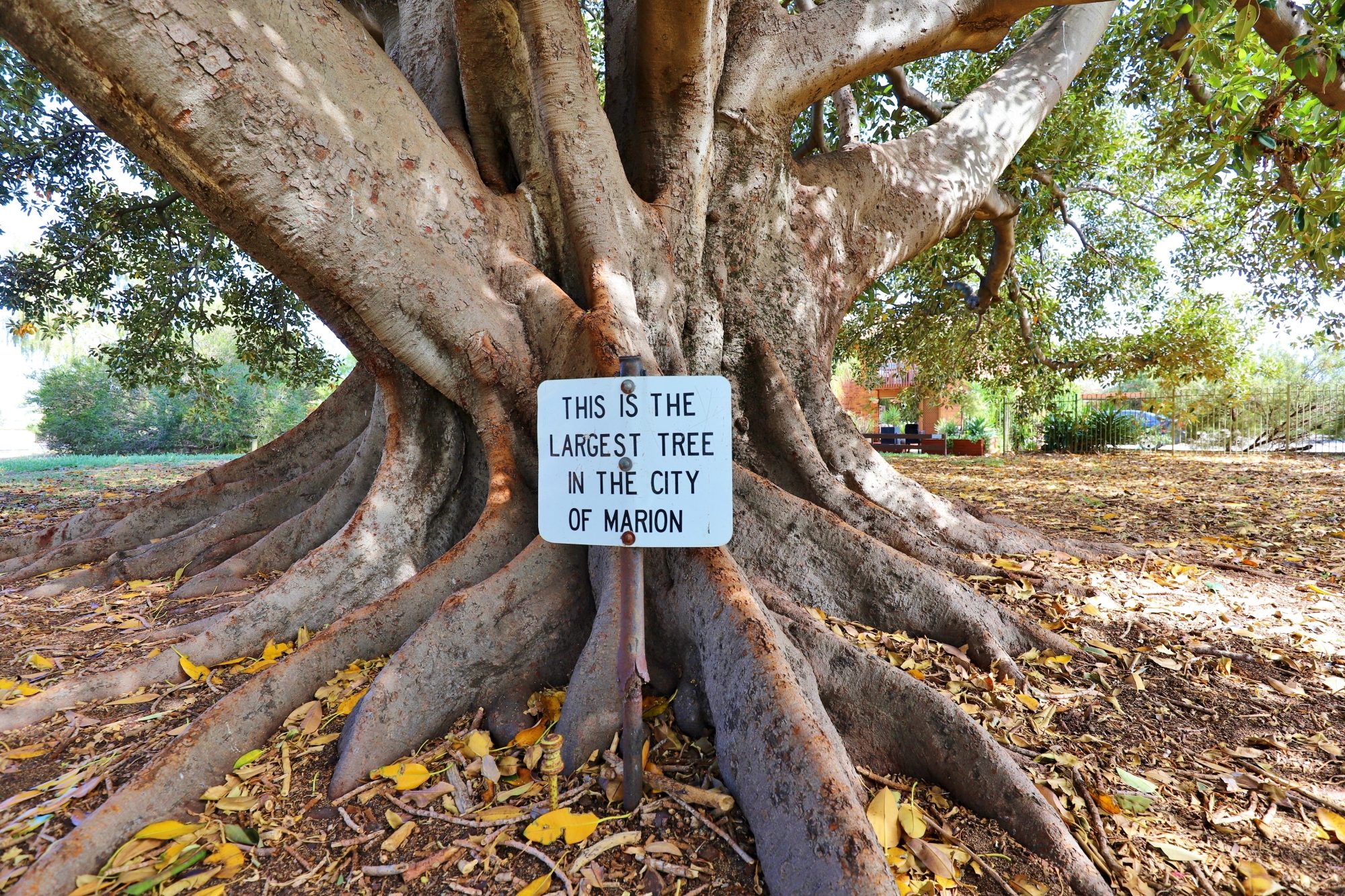 Willoughby Avenue Reserve Largest Tree 2 2