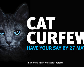 COM372 Cat By law 1920x1080px LS V1 copy4