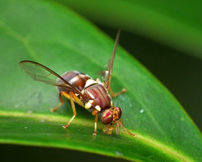 Fruit fly image