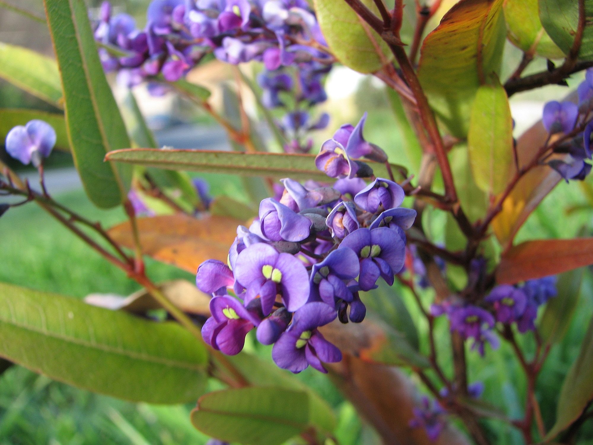 Native Lilac
