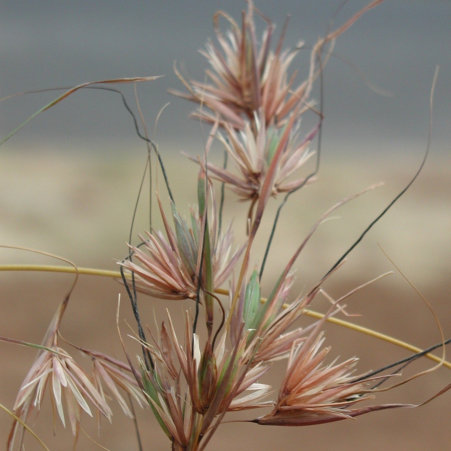 Kangaroo Grass