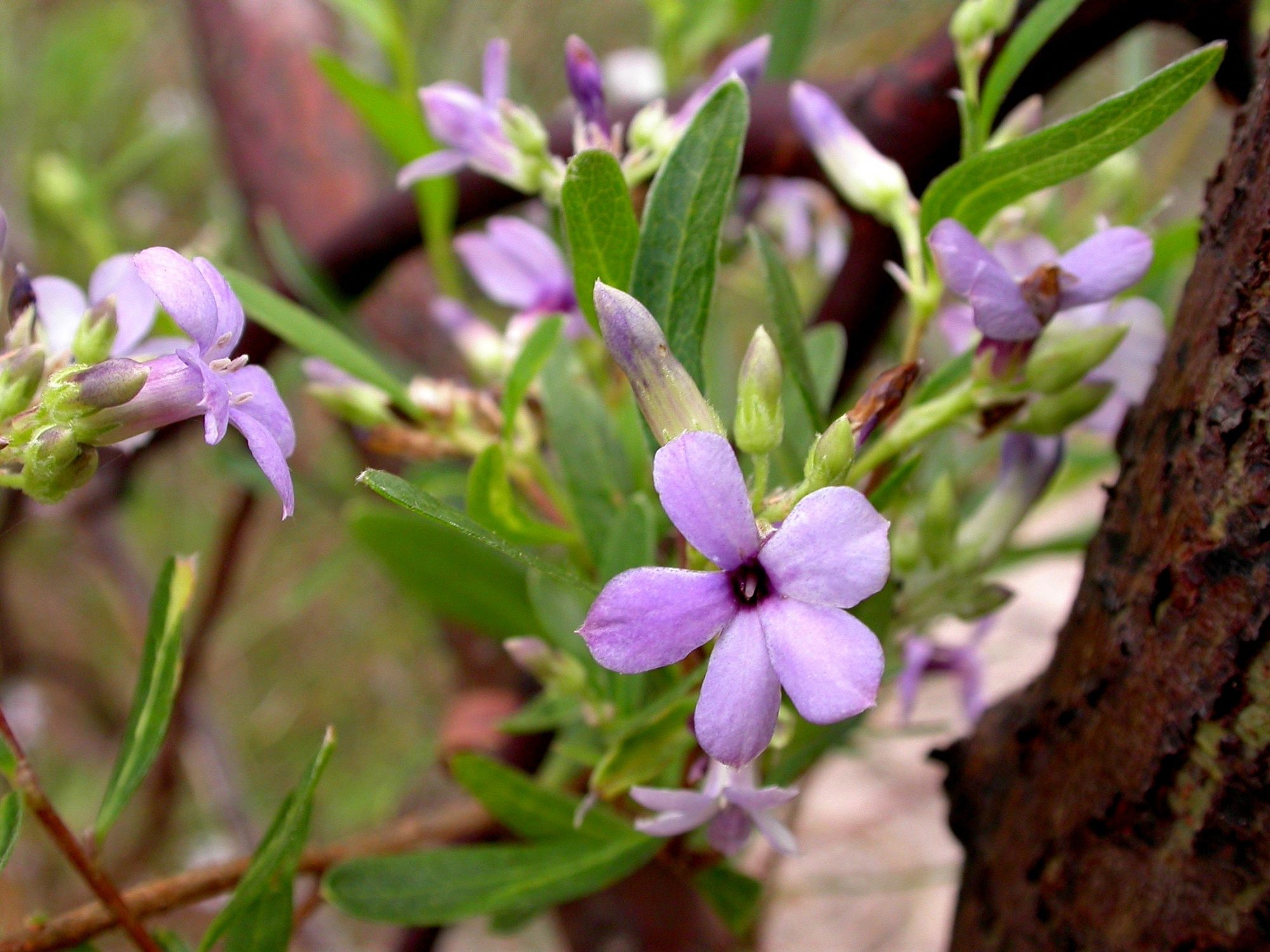 Sweet Apple berry - Credit Ben Moulton