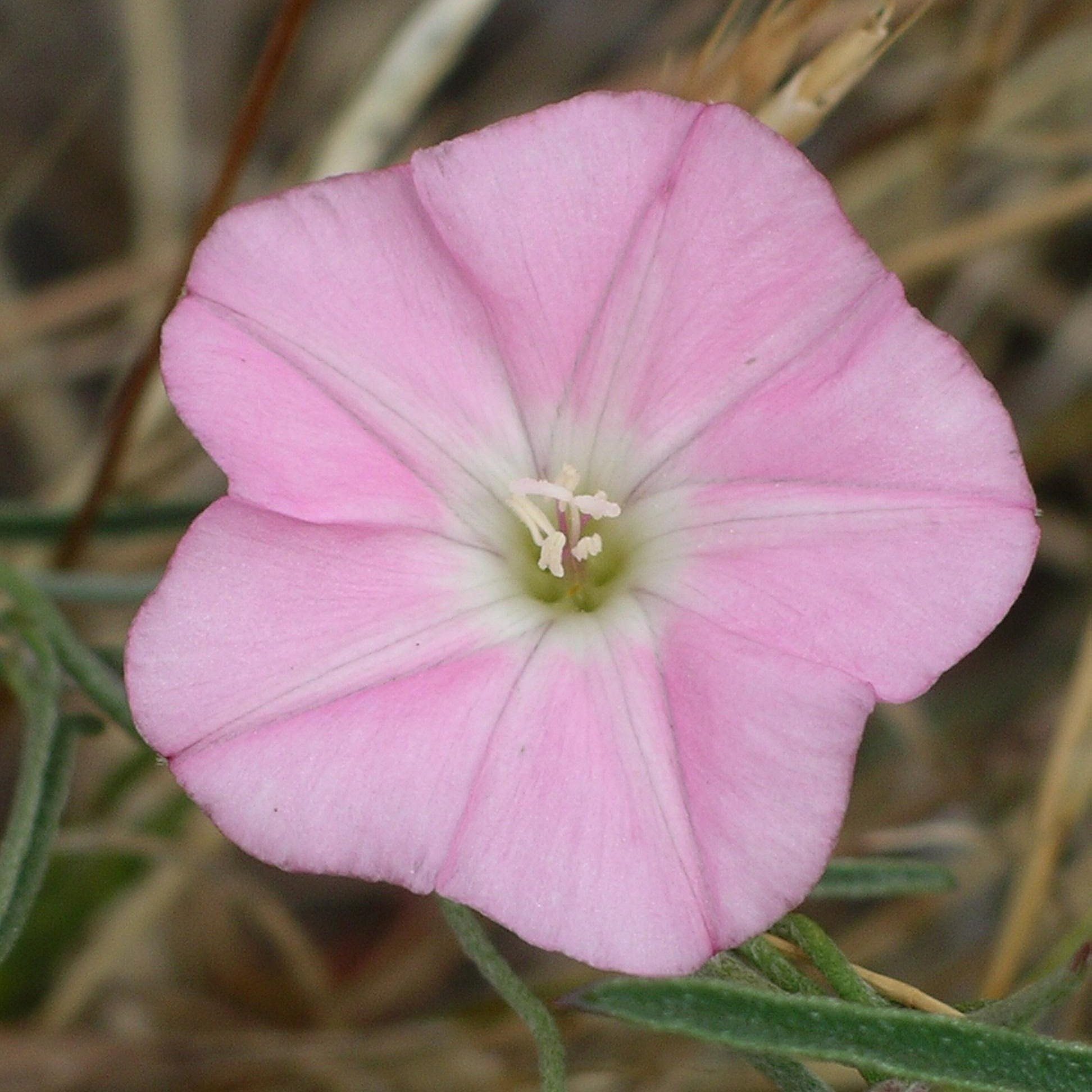 Native Bindweed