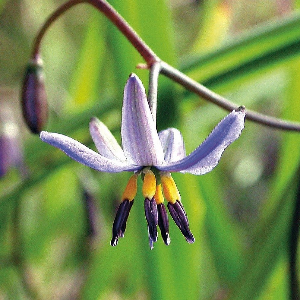 Black-anther Flax-lily