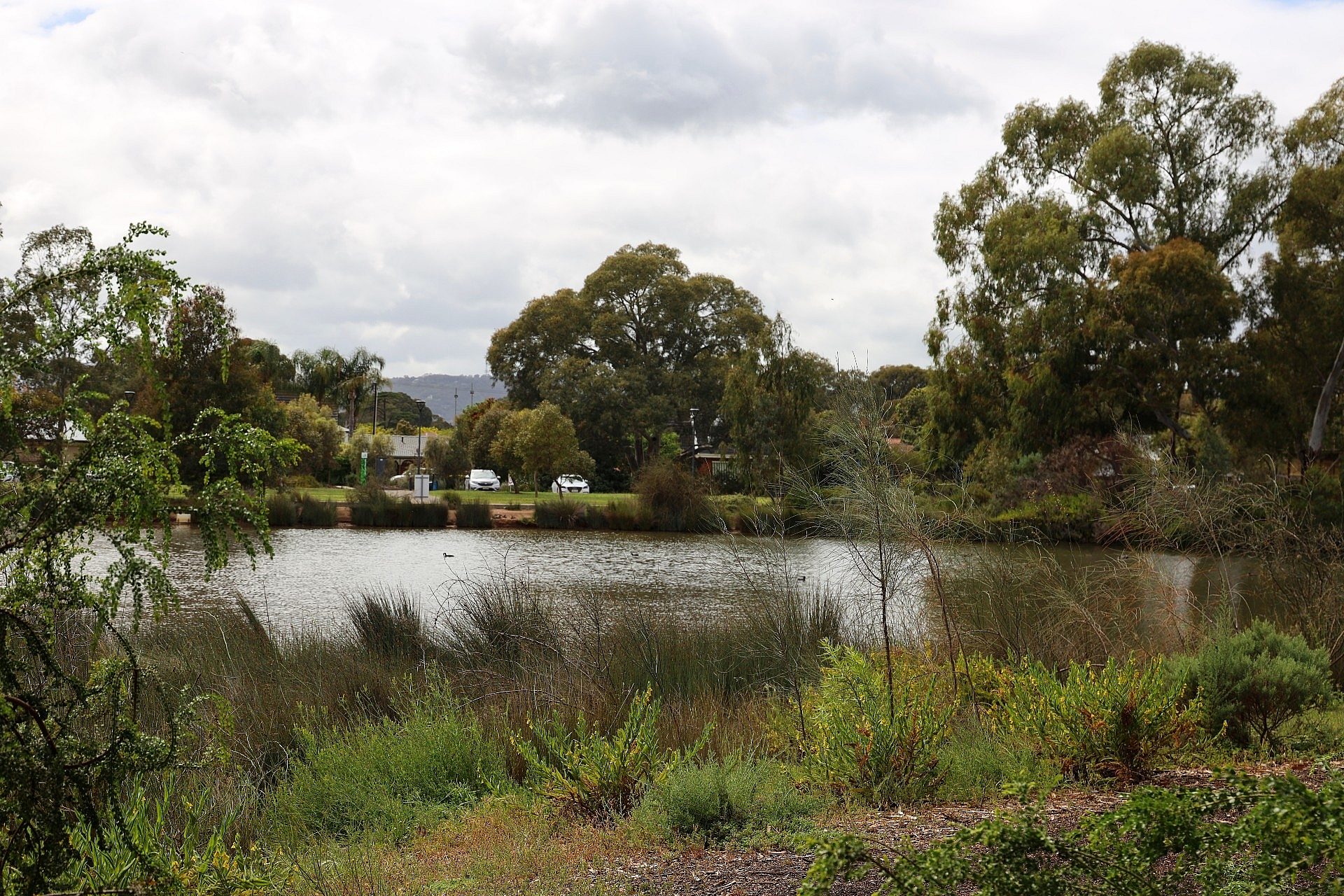 Oaklands Wetland
