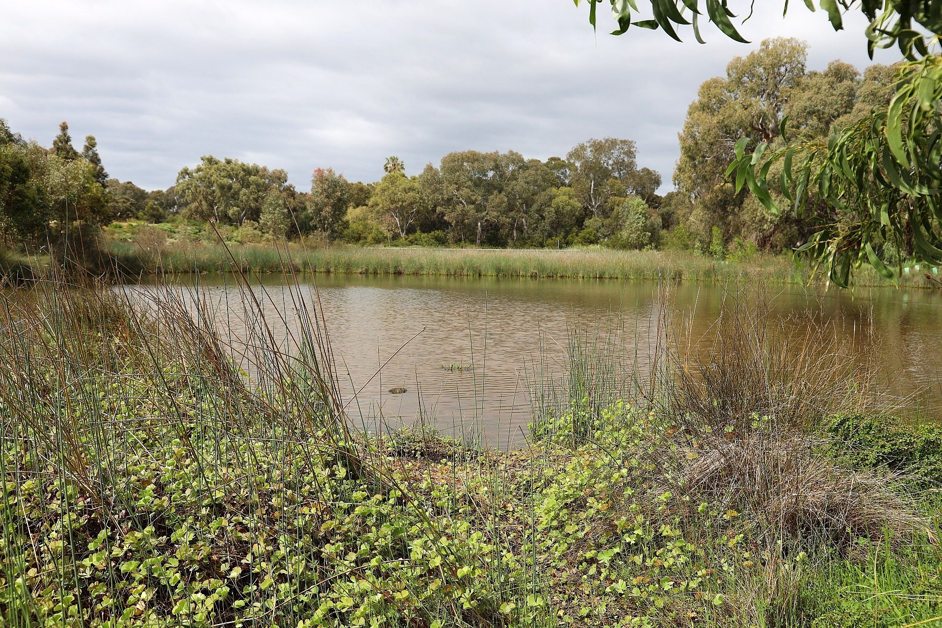 Oaklands Wetland