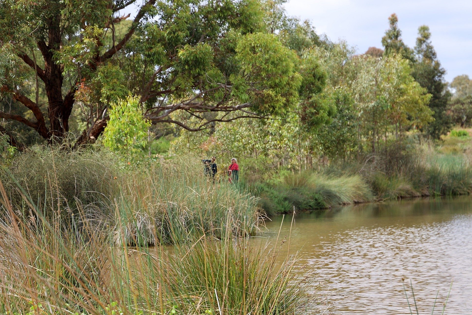 Oaklands Wetland