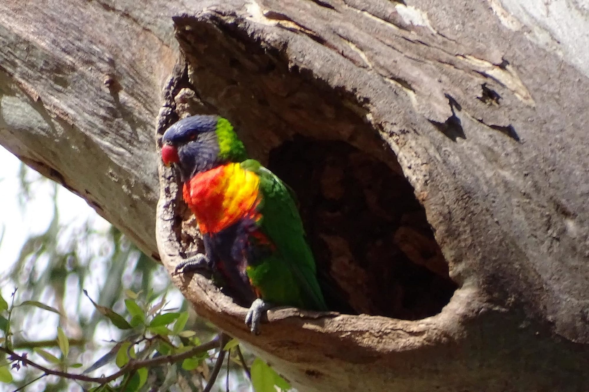 Rainbow lorikeet Friends of Glenthorne