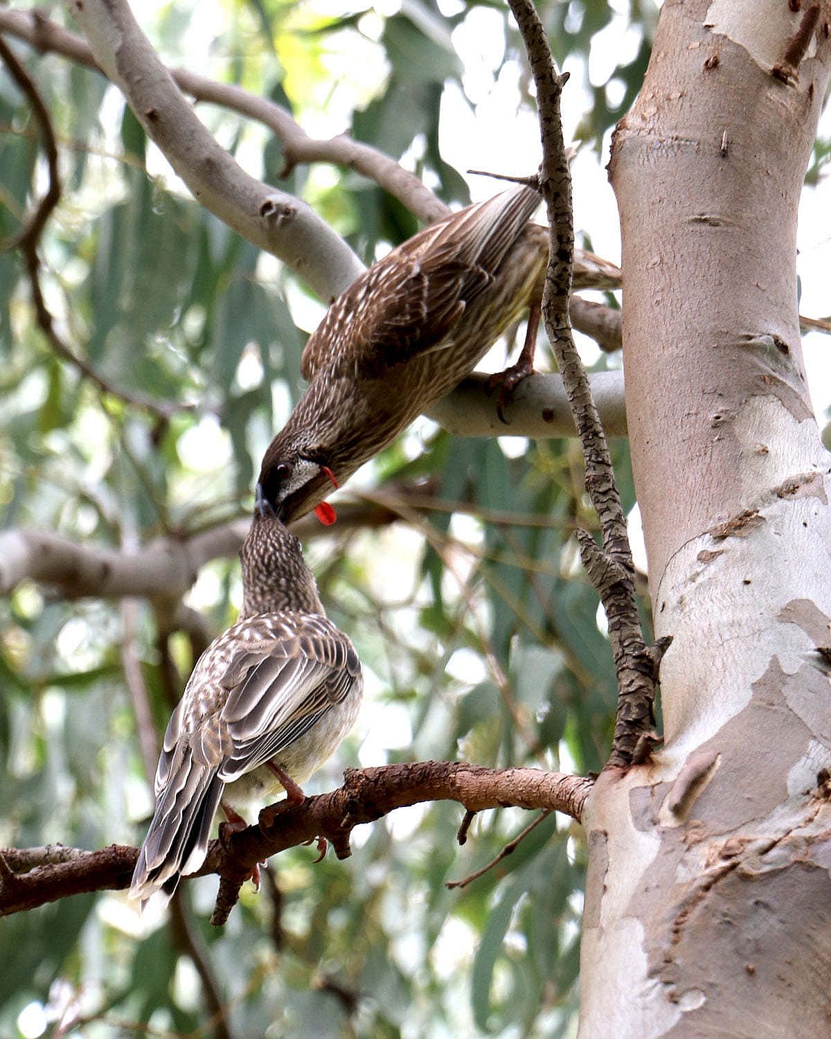 Red Wattle bird Friends of Lower Field River