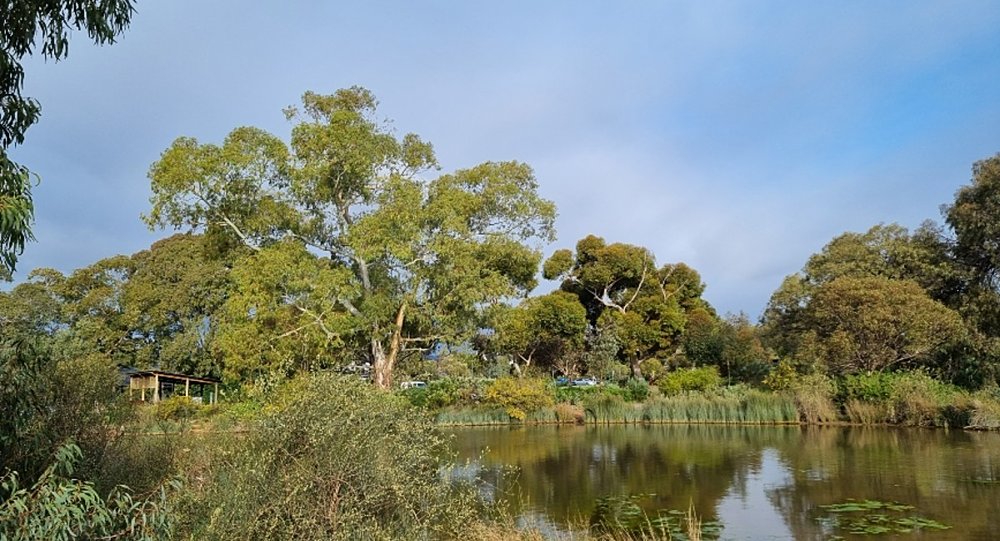 Oaklands Wetland 2
