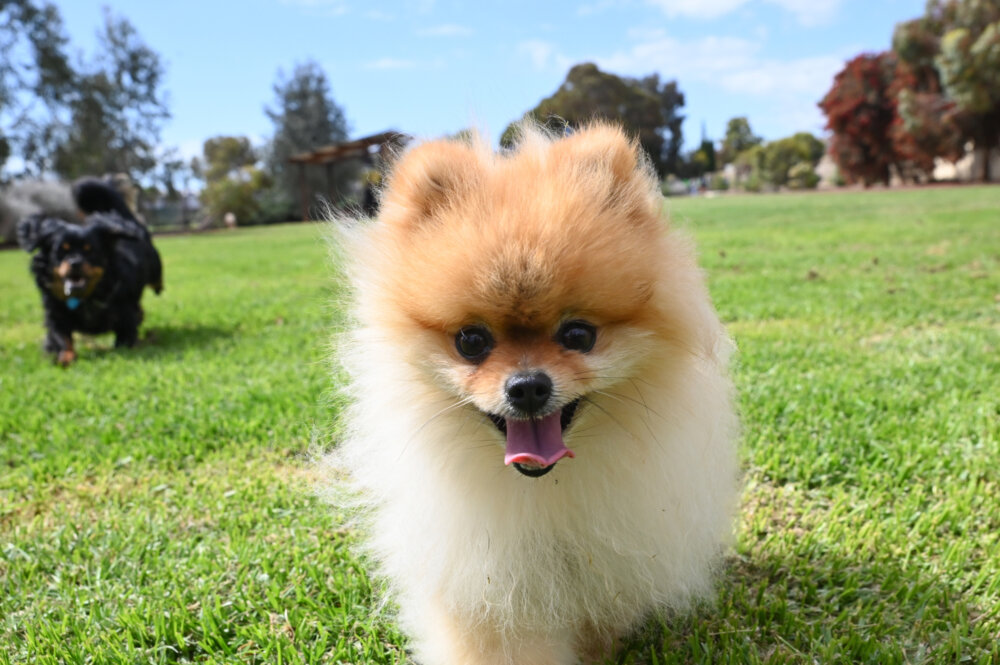 Pooches In The Park By Cath Leo 148