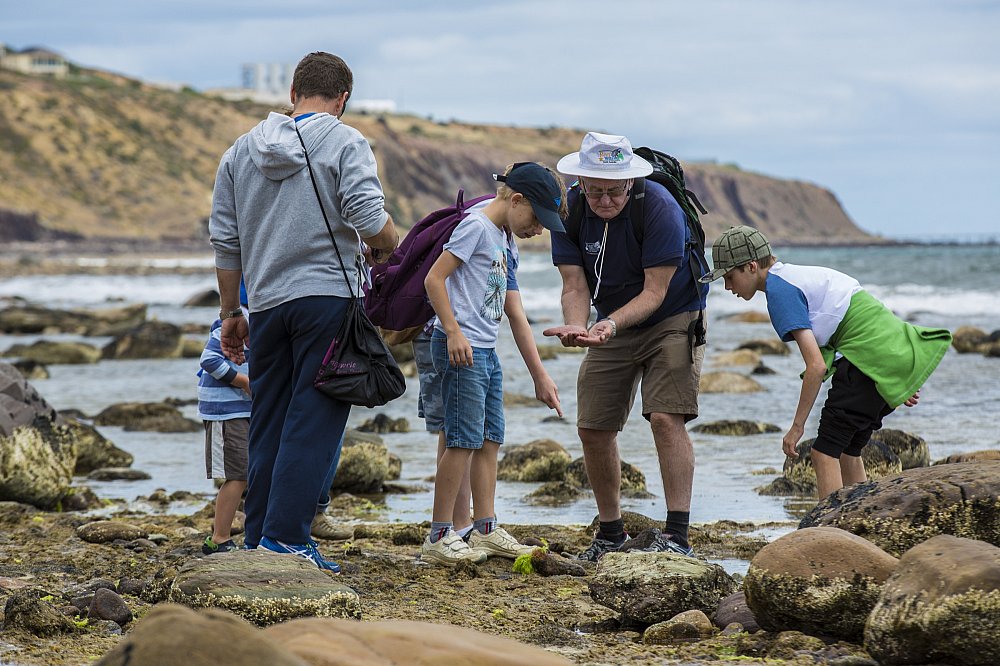 Hallett Cove Bioblitz Looking In Rockpools