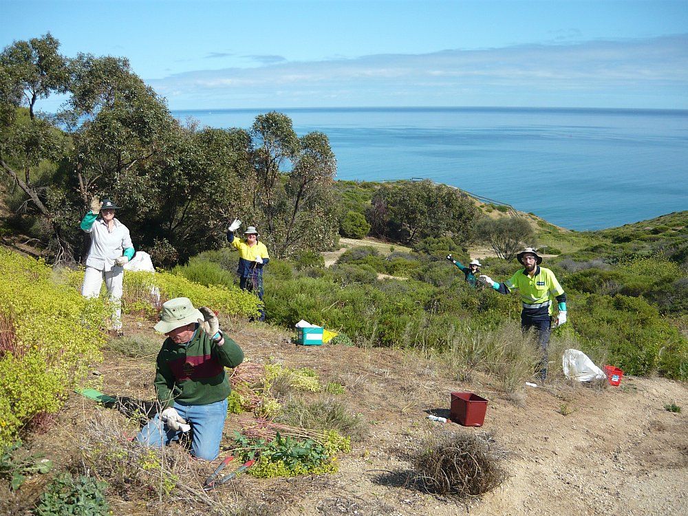 Bush For Life Hallett Headland