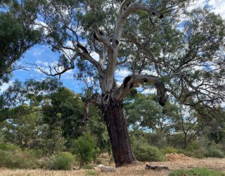 2023 Kenton Avenue Reserve River Red Gum landscape 2 Sam Ryan