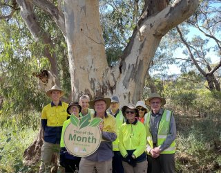 May Tree of the Month