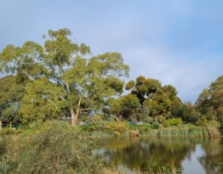 Oaklands Wetland 2