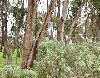 Trott Park Creekline Woodland By Cath Leo 3