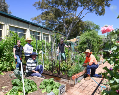 Glandore Community Garden By Cath Leo 151