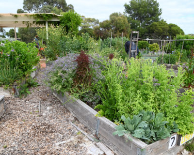 Marino Community Garden By Cath Leo 25