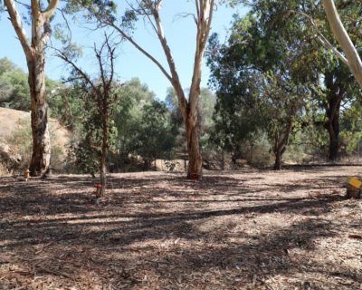 Matthew Street Reserve 2