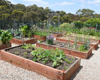 Trott Park Comm Garden Nov2021 By Cath Leo 129