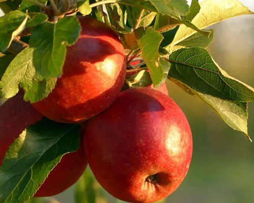 Screenshot 2025 05 20 075910