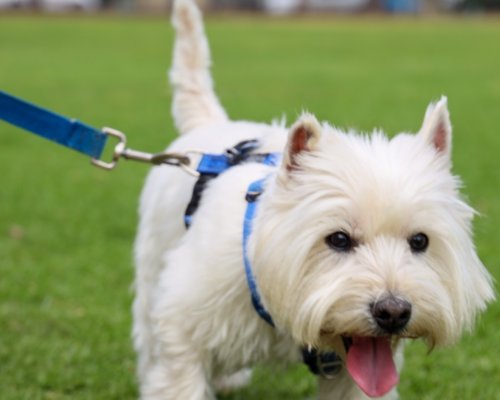Dog at Hazelmere Dog park 08