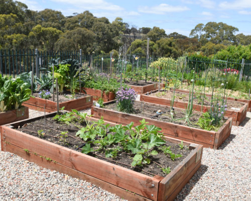 Trott Park Comm Garden Nov2021 By Cath Leo 129