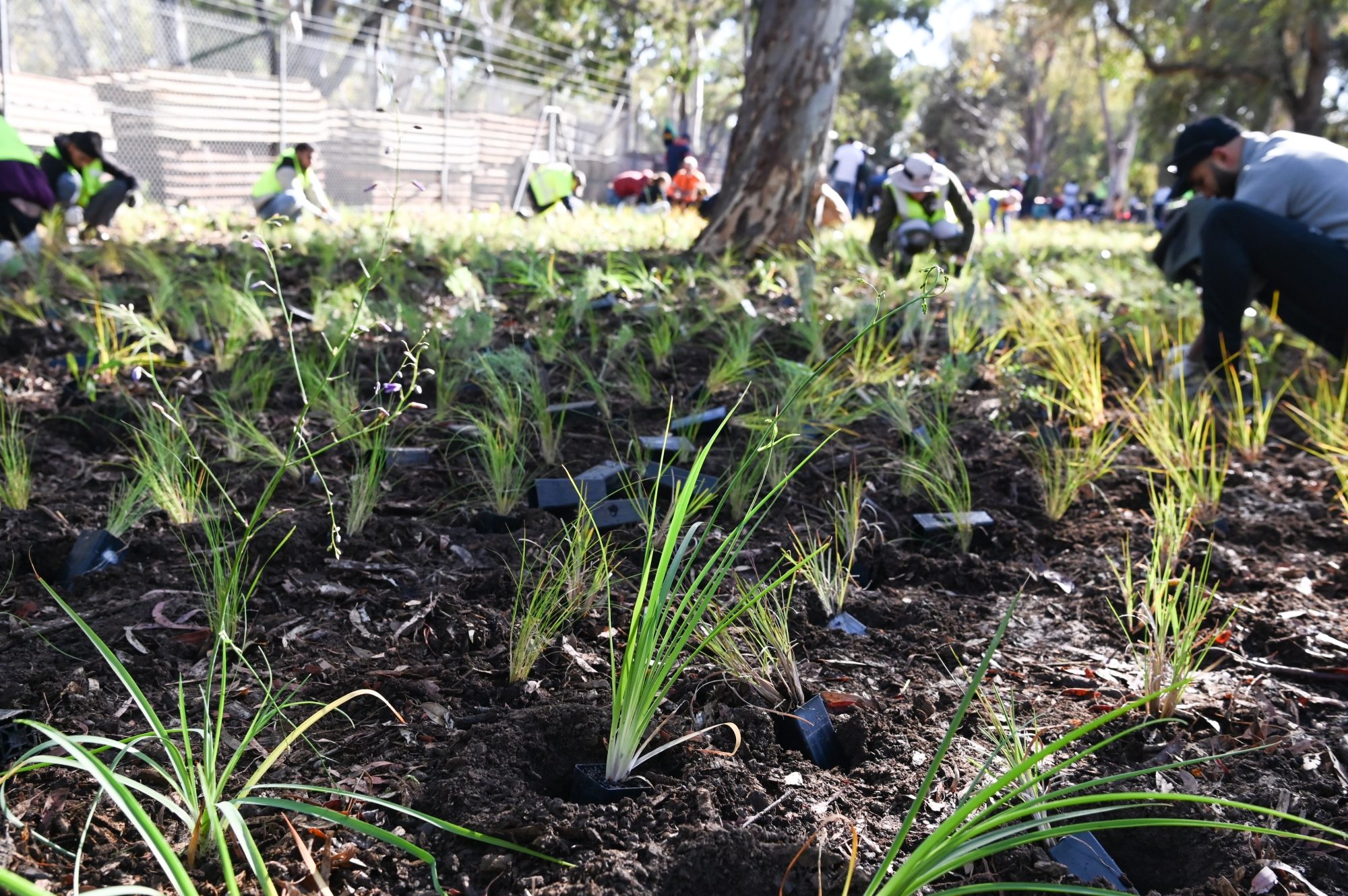2024 Friends of Sturt River planting event Cath Leo 82