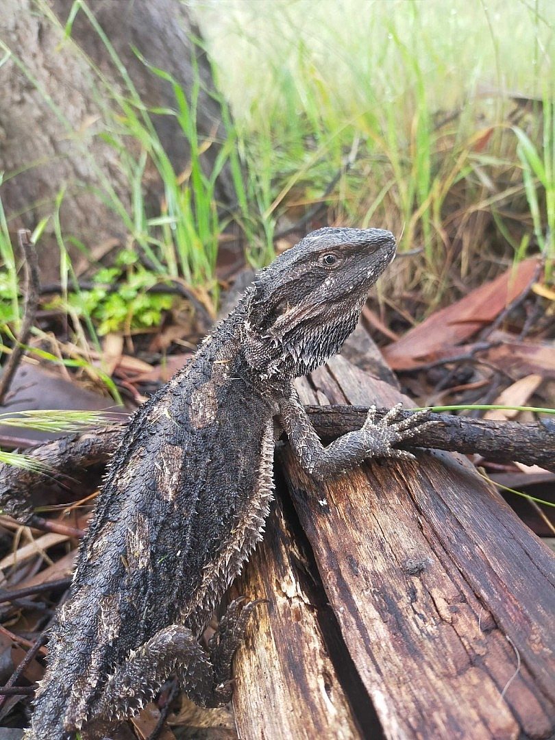 Bearded Dragon at Roy Lander 2022